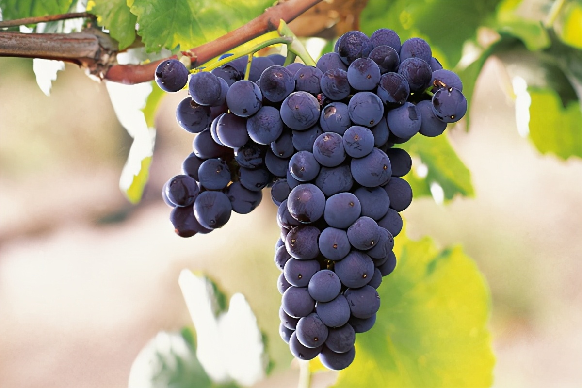 葡萄酒看什么,葡萄酒的葡萄品种介绍