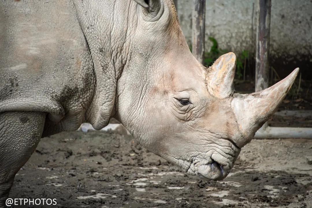 腾龙微单70-300长焦镜头,腾龙70-300是微单镜头吗