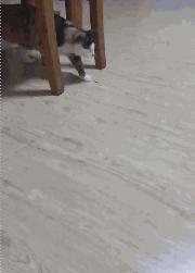 一只猫被另一只打,一只猫被两个人打