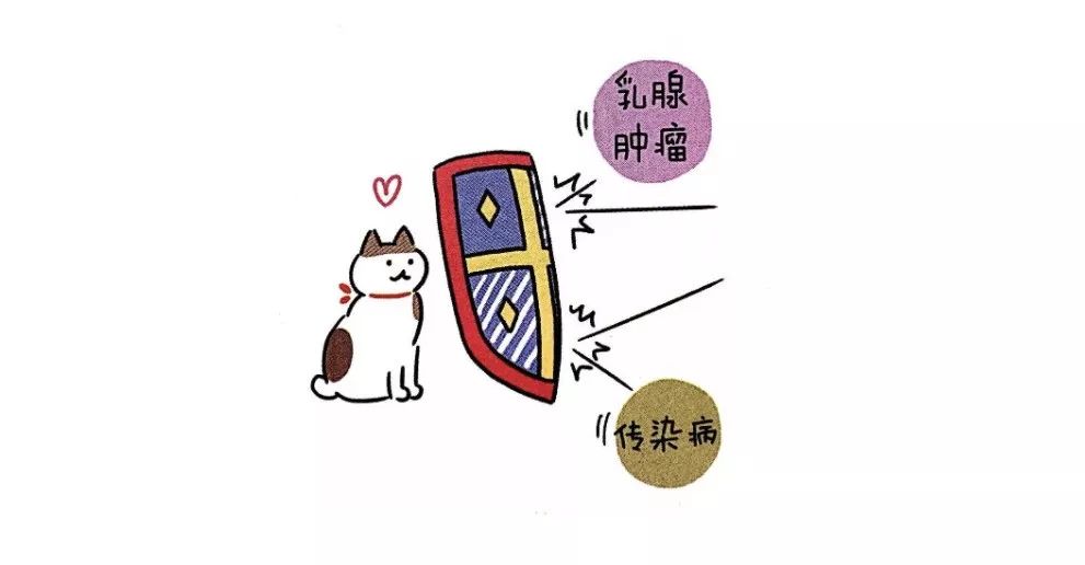 养猫指南免费阅读,养猫指南手册