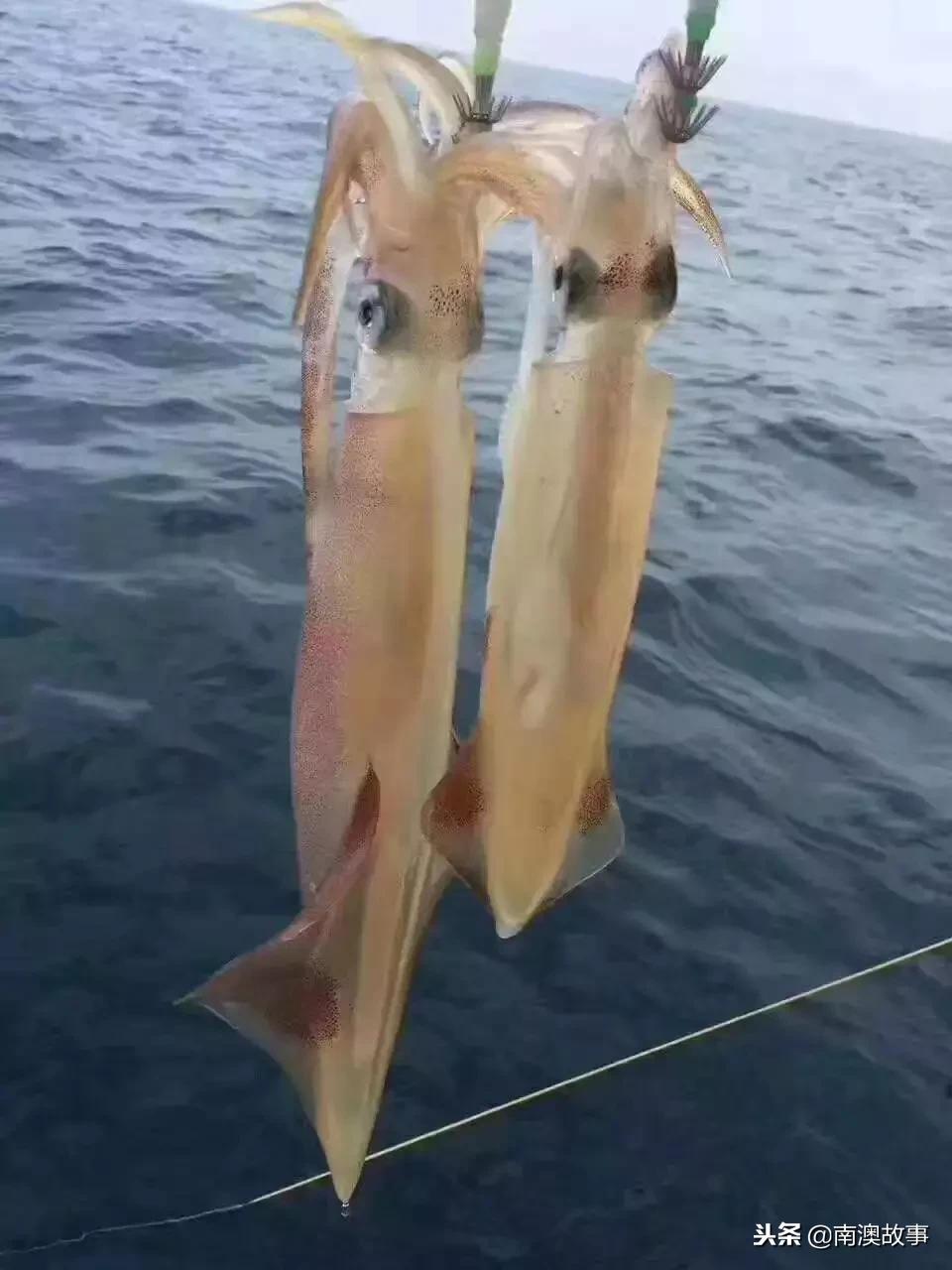 南澳岛渔民捕捞视频,南澳岛渔船捕捞