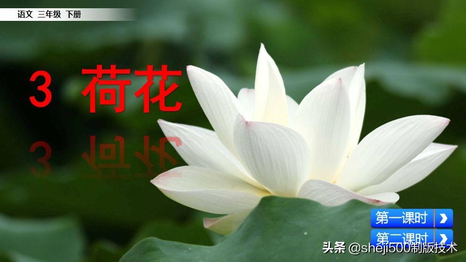 部编版三年级下册语文3荷花讲解,三年级下册部编语文荷花教学视频