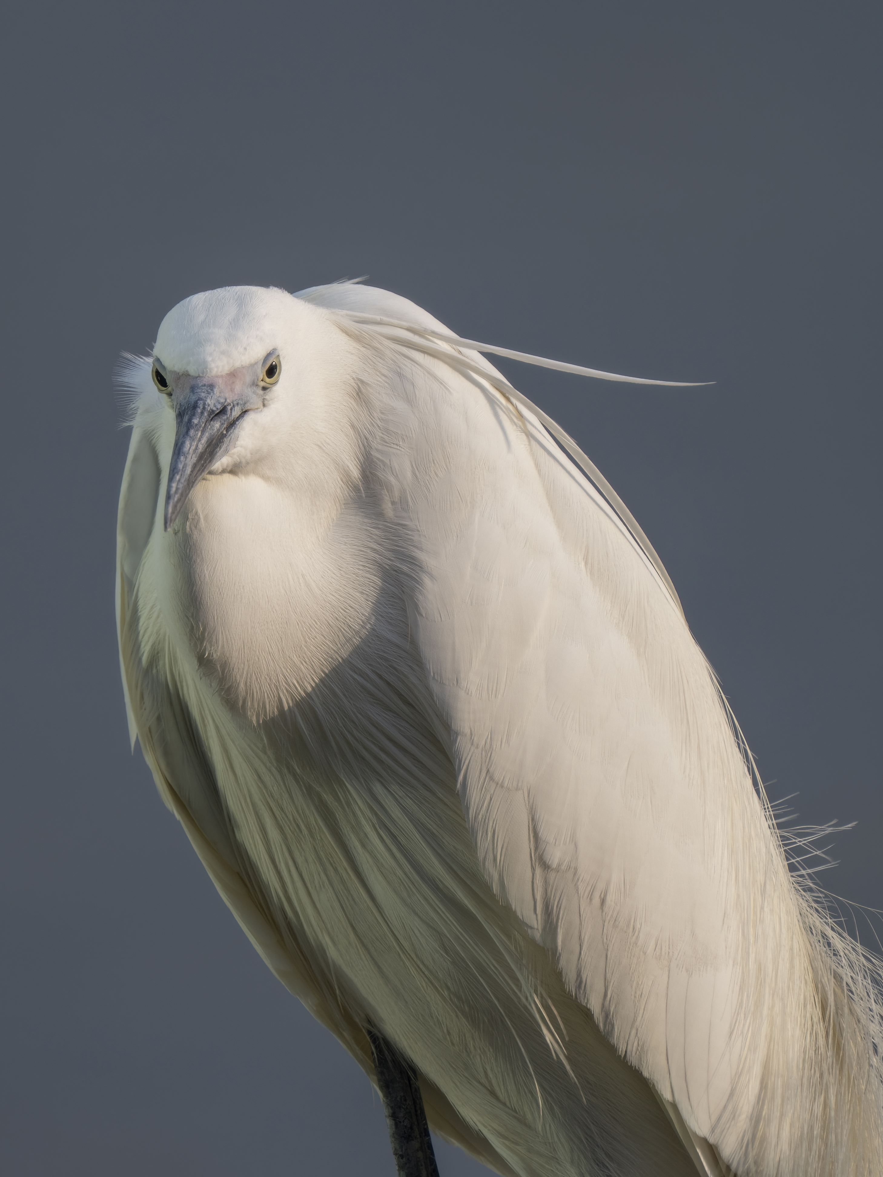 奥林巴斯60mm微距尺寸,奥林巴斯2000mm镜头