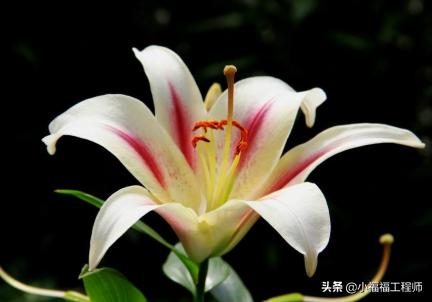 百合里面最香的品种是哪个,哪个品种的百合药用价值高