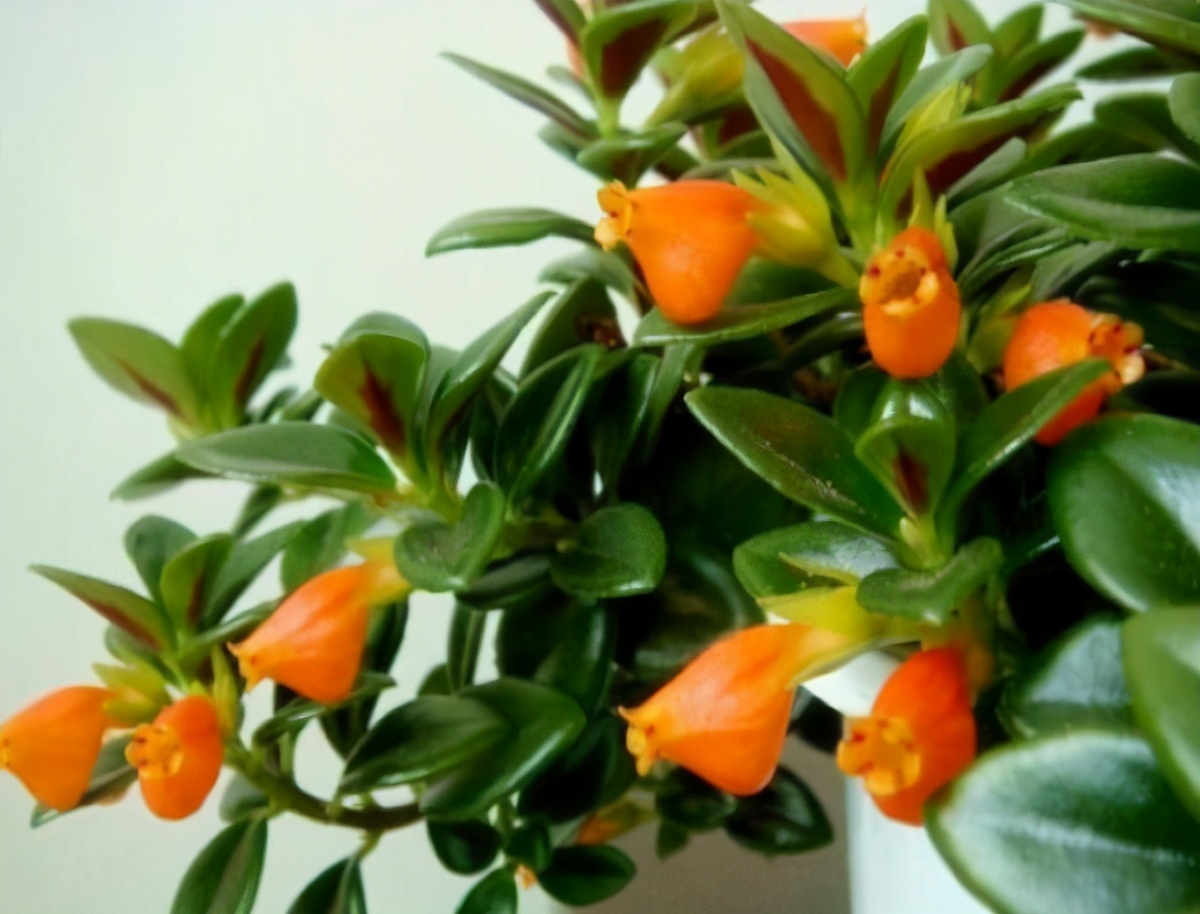 金鱼吊兰怎么养越养越亮,金鱼吊兰怎么养最旺盛