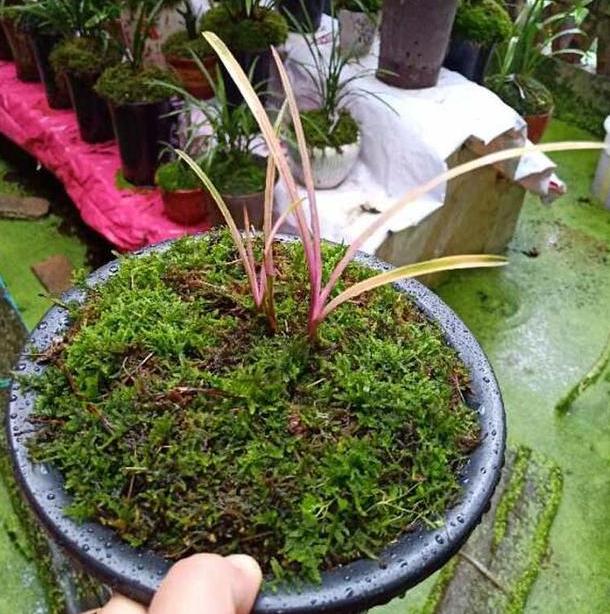 兰花盆栽适合放室外还是室内,盆栽兰花可以淋雨吗