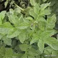 马铃薯黑胫病病害及防治方法,马铃薯常见病害有哪些