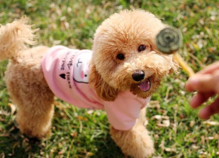 泰迪犬怎么养呢知乎,泰迪犬要怎么养才好看