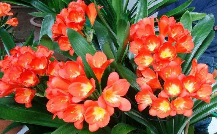 君子兰砍一刀留几公分,君子兰砍了一刀就开花了