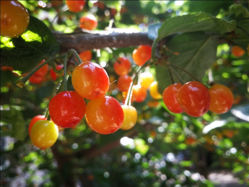 野樱桃树上面长的黑疙瘩是什么,樱桃树上面结满了樱桃图片