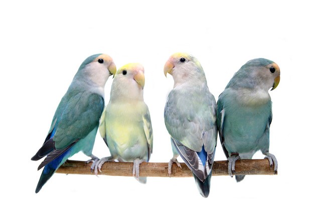 普兰牡丹鹦鹉是头类还是面类,面类牡丹和头面牡丹鹦鹉如何区分