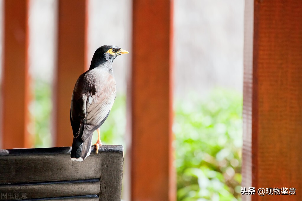 八哥天生就能学人说话吗,有人说家里不可以养八哥