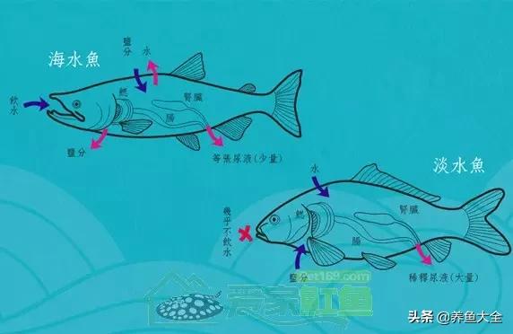 什么鲨鱼能和虎一起混养,泰国虎鱼和皇冠可以混养吗