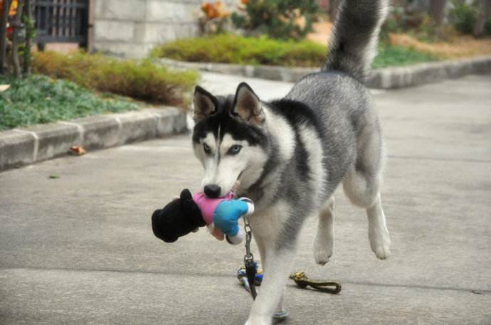 大宠爱哈士奇新手宠主必看攻略,怎么养哈士奇新手入门