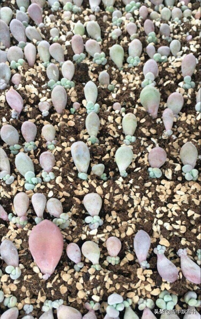 扦插的多肉怎么移栽,多肉的扦插方法和步骤