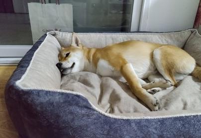 过度兴奋的狗子,狗狗兴奋的表现和症状