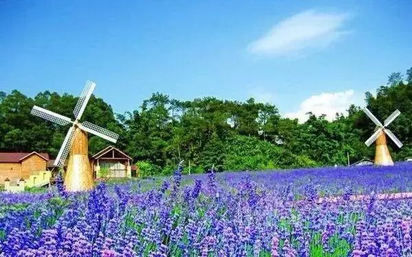 藏于稻田竹海中的增城轻奢民宿,广州增城中新镇三天两夜民宿推荐