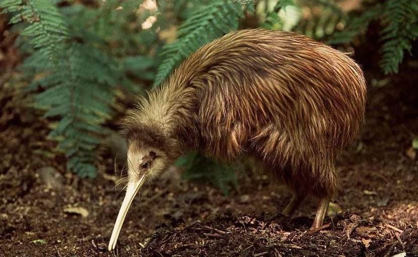 说它是鸟，却没有翅膀和尾巴，说它是兽，却只有两条腿，是啥奇葩