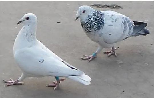 如何科学的给鸽崽换巢？