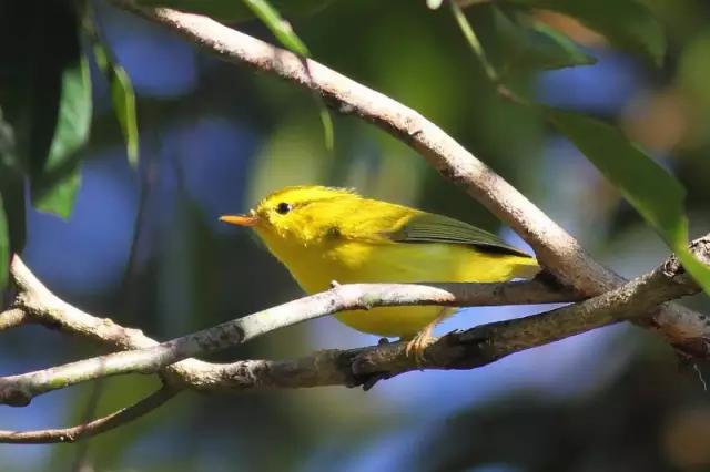 海南代表性动物,海南特有的珍稀动物