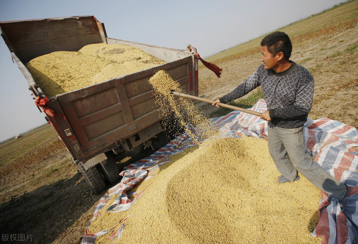 今日富锦市象屿大豆最新价格,绥化象屿今天收购大豆价格表