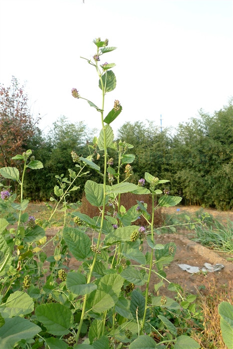 补骨脂治白癜风效果怎样,补骨脂和中药结合能治好白癜风吗