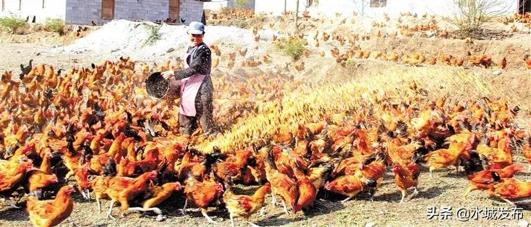 水城:产业兴旺乡村美