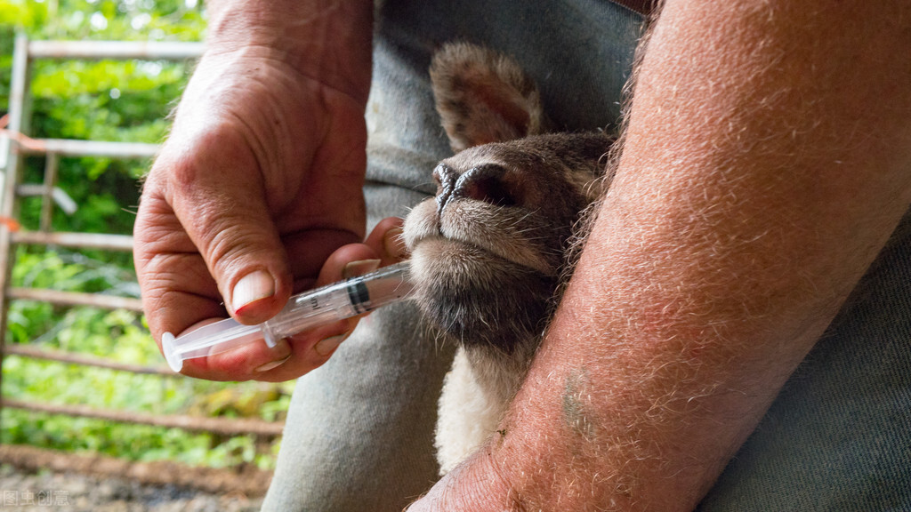 羊常见细菌性疾病的诊断与防控策略