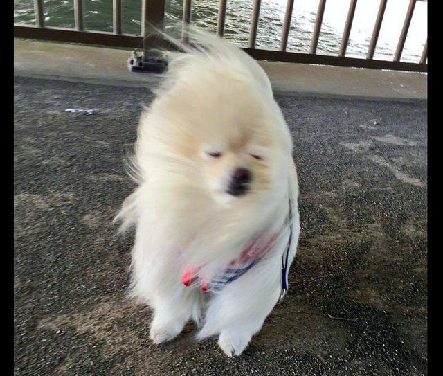 为什么你扎高马尾显得头发很油,为什么扎马尾显头顶平