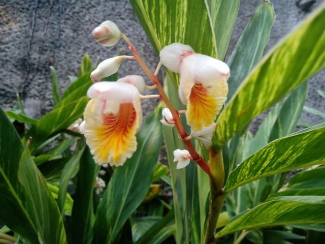 砂仁怎么煮粥养胃,香砂养胃胶囊功效