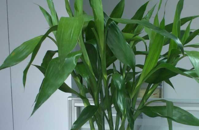 富贵竹叶子发黄怎么加营养液,富贵竹叶子发黄使用什么营养液