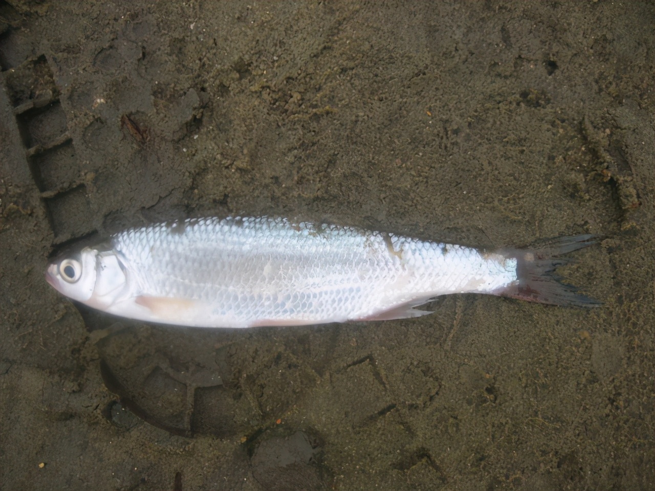 钓鱼知识秘籍书,钓鱼技巧小册子