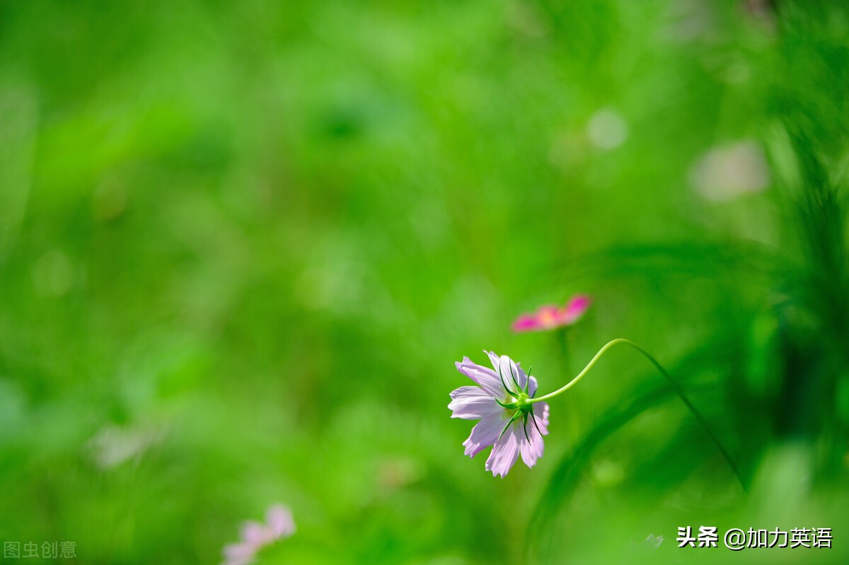 中考英语美文,中考英语相关文章阅读