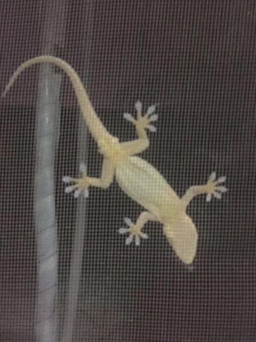 拥有窗纱的家庭，窗户上容易滋生“猫猫壁虎”？