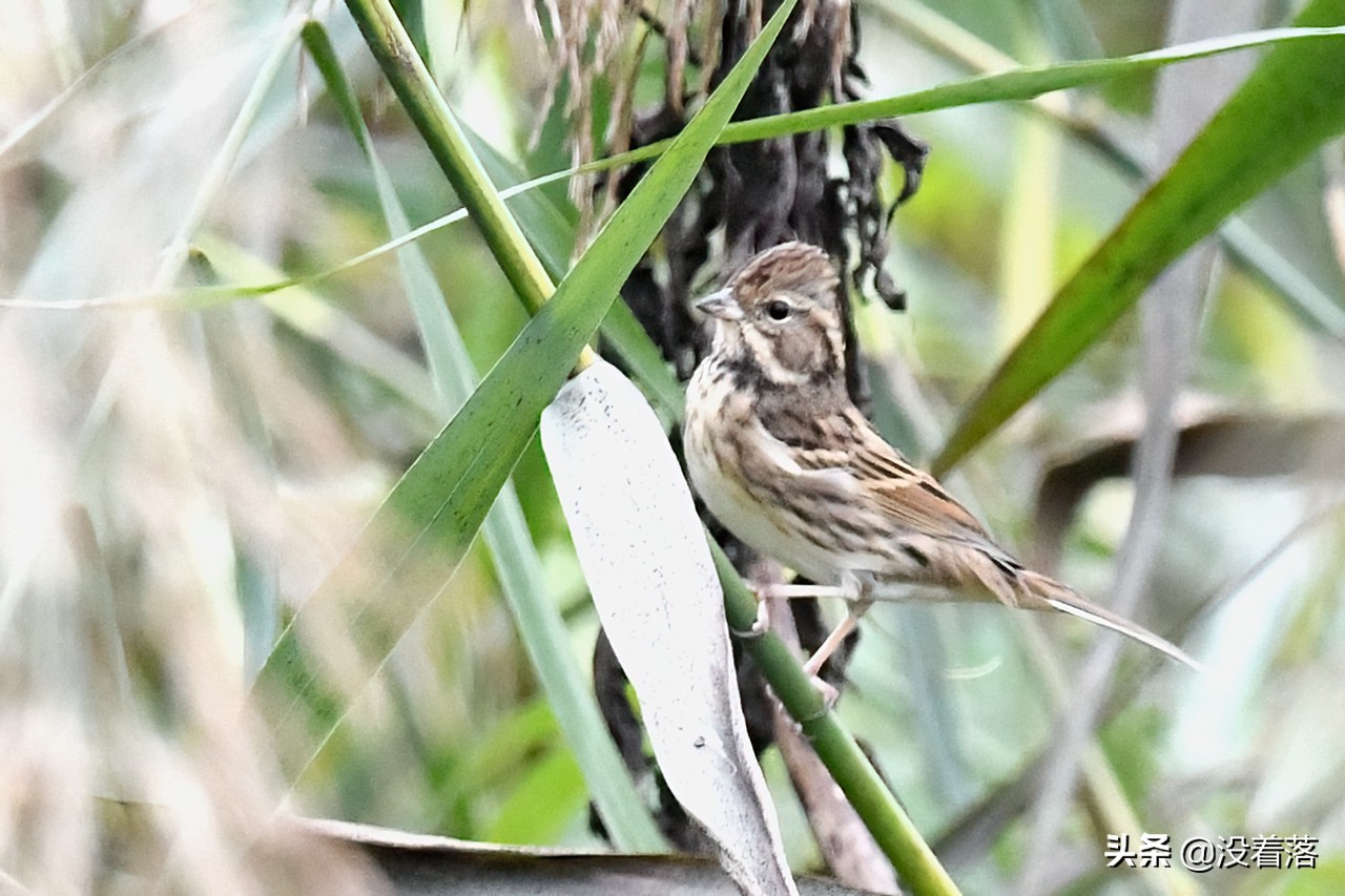 「10.13」北京沙河观鸟日记：收获长尾山椒鸟与中华攀雀