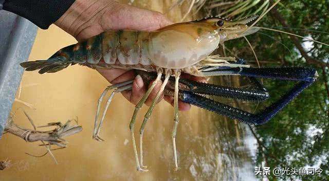 巨型虾入侵,罕见巨虾入侵