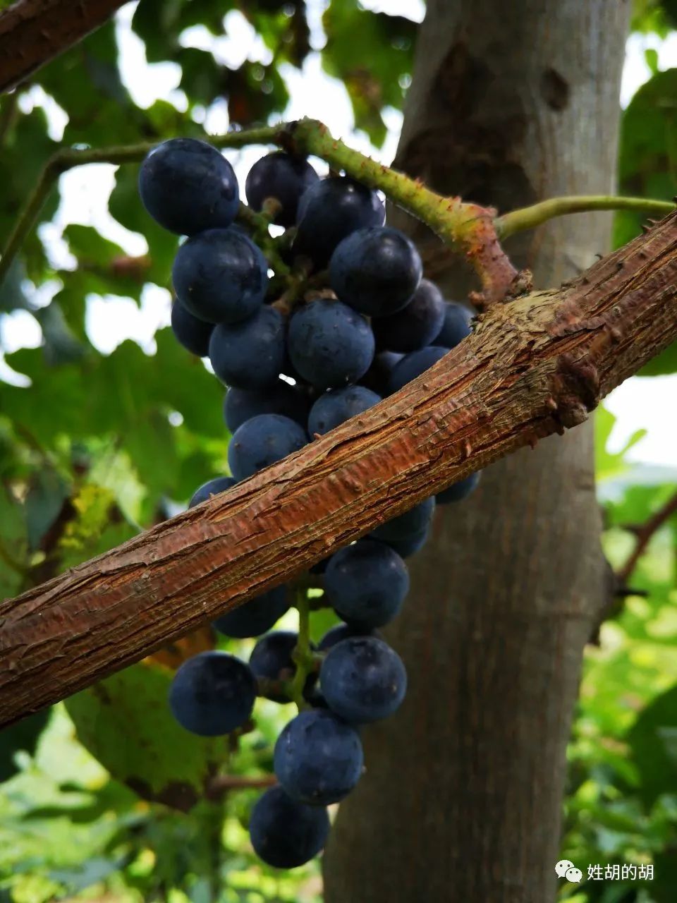 马蜂抢蜜蜂窝,马蜂发射毒刺