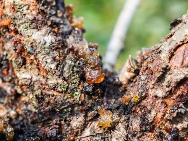 桃树上这种“煤渣”，过去农村娃当糖吃，如今30元一斤成稀罕货