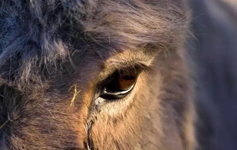 浼犺涓殑闃胯兌,閭d簺琚璇濈殑闃胯兌