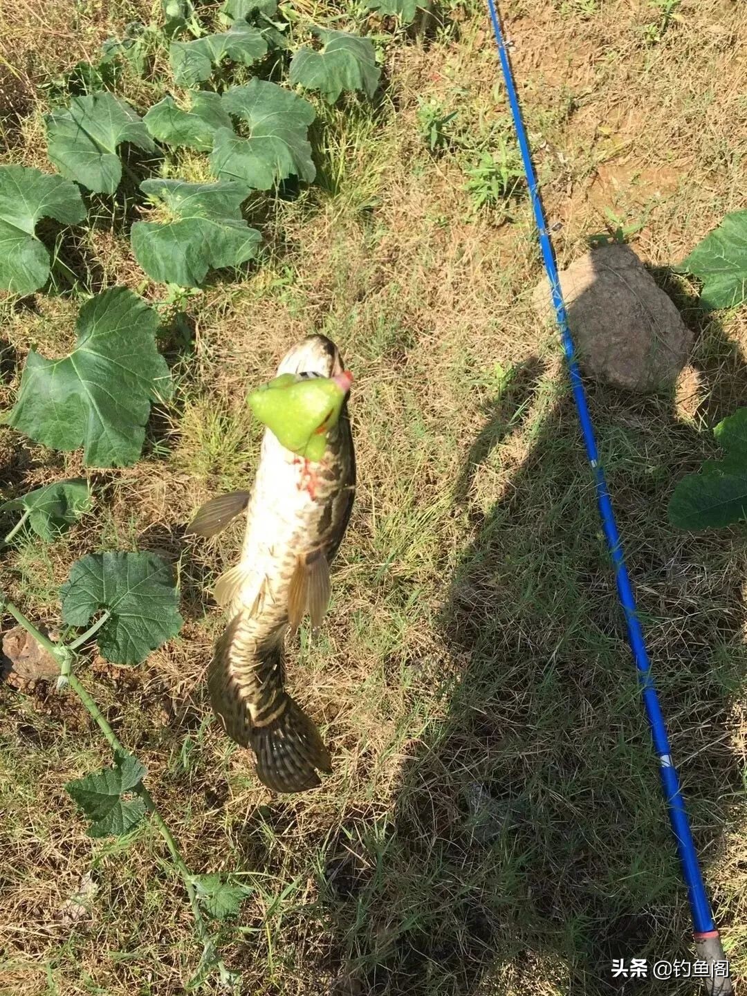 路亚黑鱼雷强竿为什么抛不远,路亚黑鱼要打什么漂