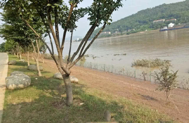 黄颡鱼叫什么名字,黄颡鱼湖南这边叫什么