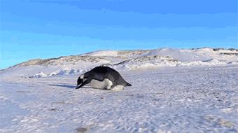 企鹅酒店三日两夜套票,企鹅极地主题酒店