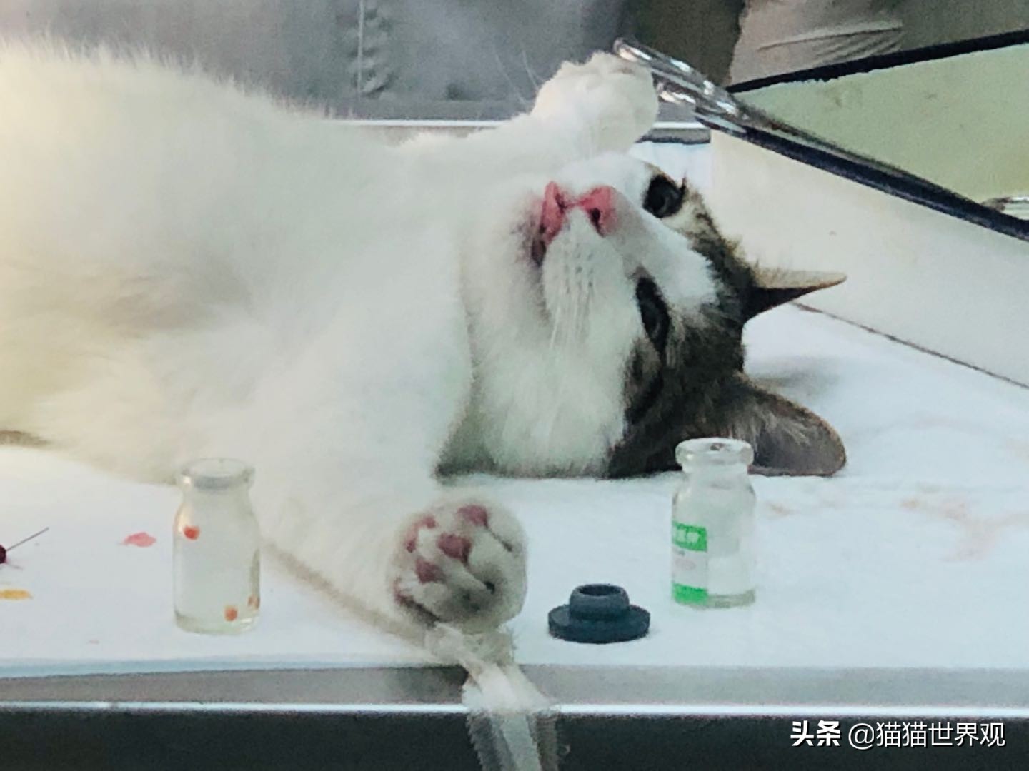 猫咪绝育手术后该如何护理才正确,猫咪绝育手术全过程母猫