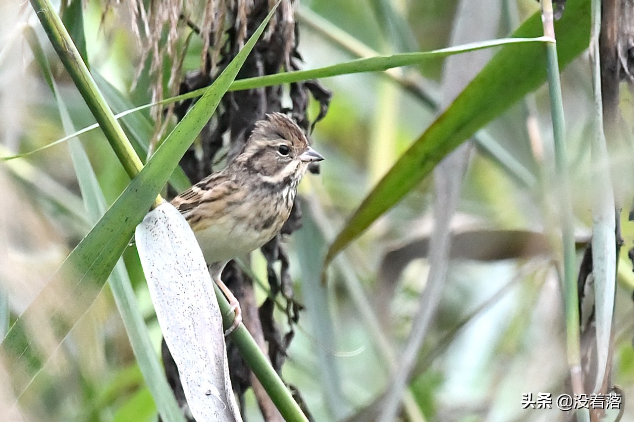 「10.13」北京沙河观鸟日记：收获长尾山椒鸟与中华攀雀