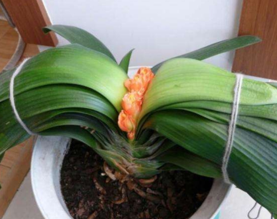 君子兰花谢之后夹箭正确处理方法,君子兰花期夹箭主要原因是什么