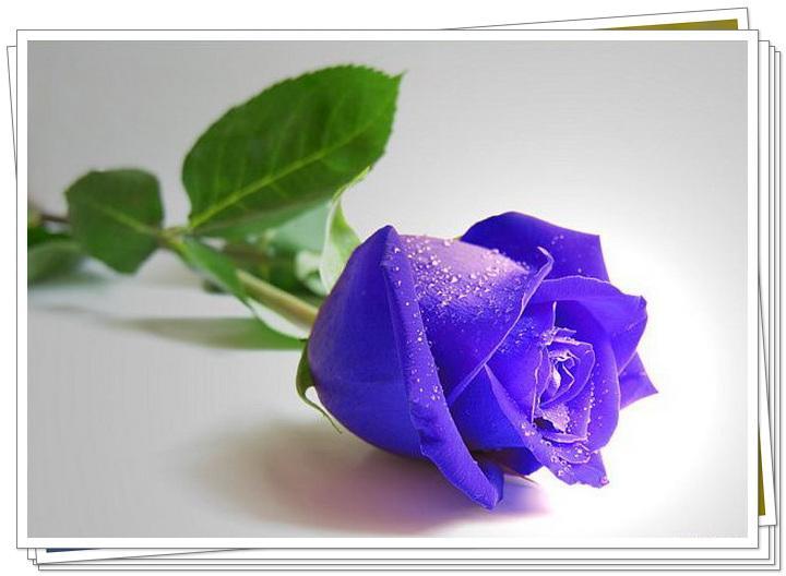 蓝色妖姬清纯,蓝色妖姬清澈如水