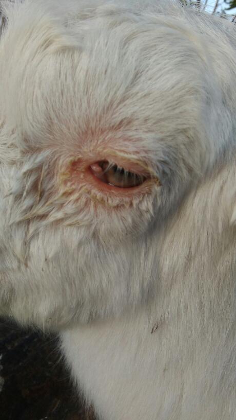 养羊怎么避免羊病,养羊养牛容易得什么传染病