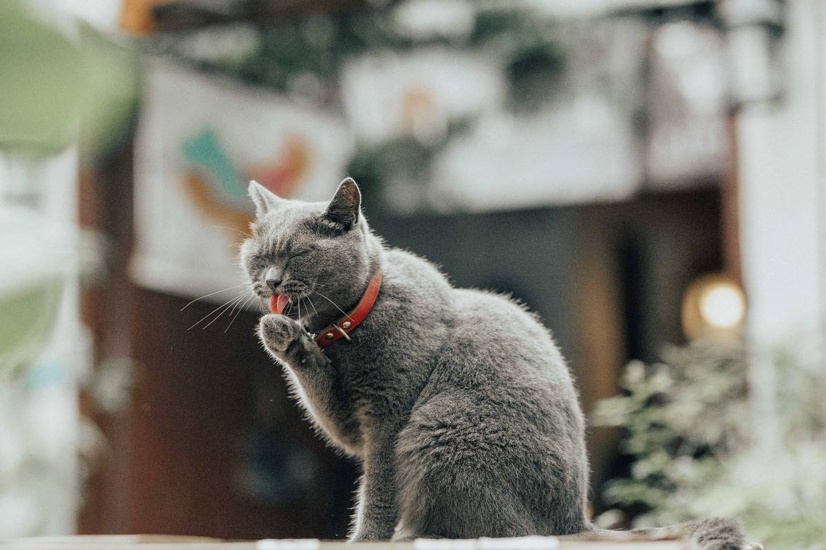 猫咪软便是怎么回事啊,猫咪软便的原因