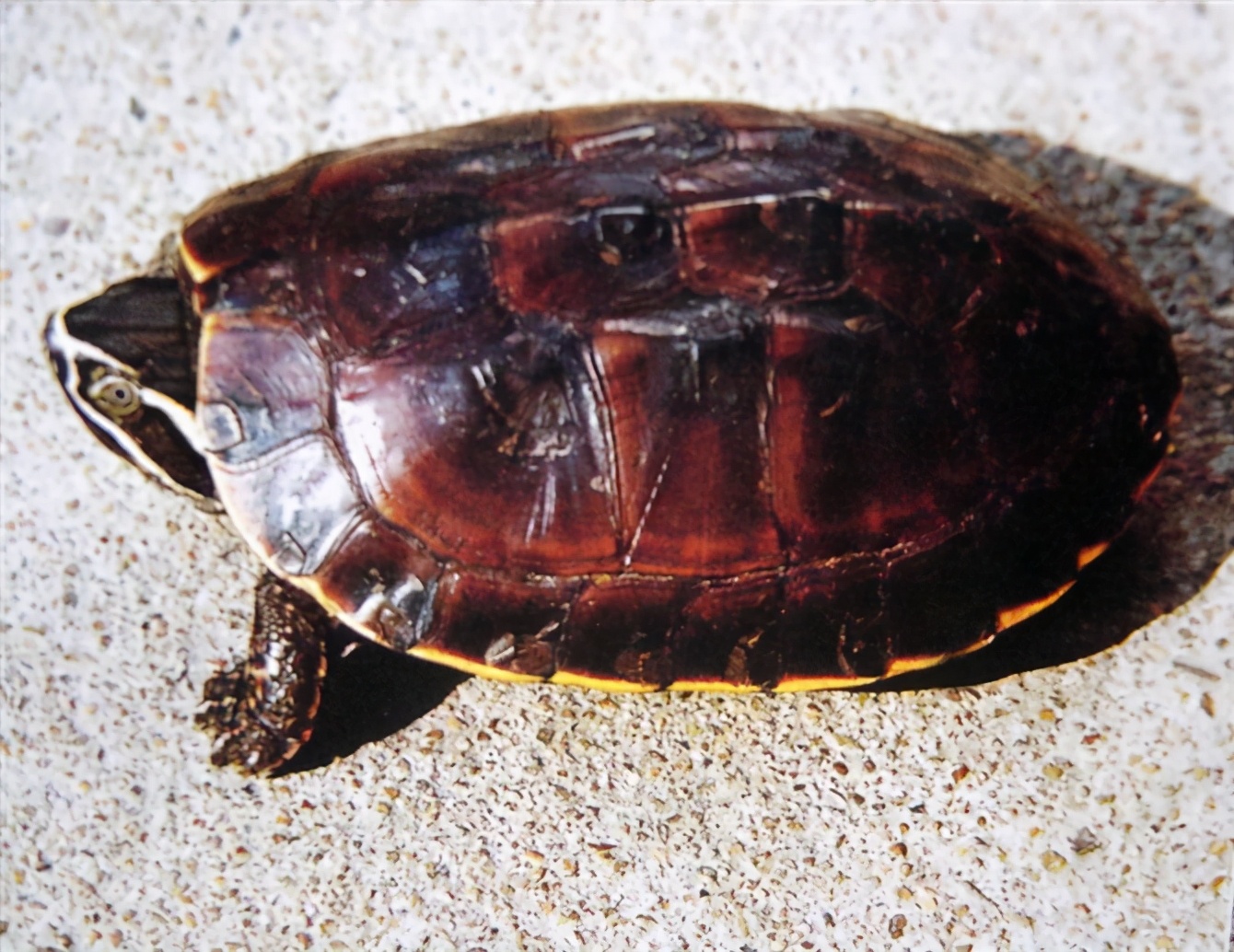 龟类纪录片,龟类图片