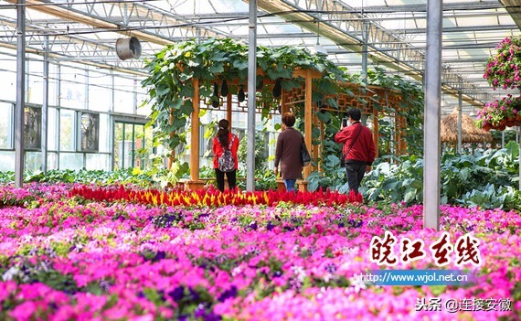 和县蔬菜产业发展,蔬菜产业如何与乡村振兴有效衔接